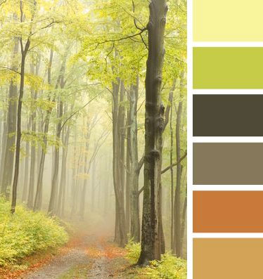 Forest Path Inspiration for Naturals Color Scheme