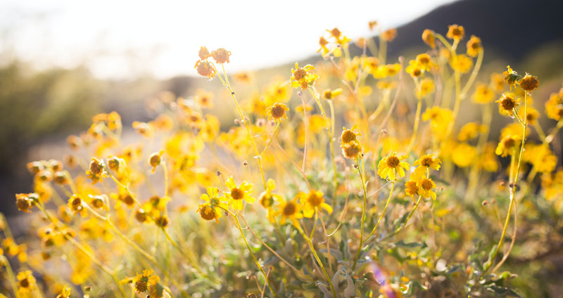 Yellow wildflower field