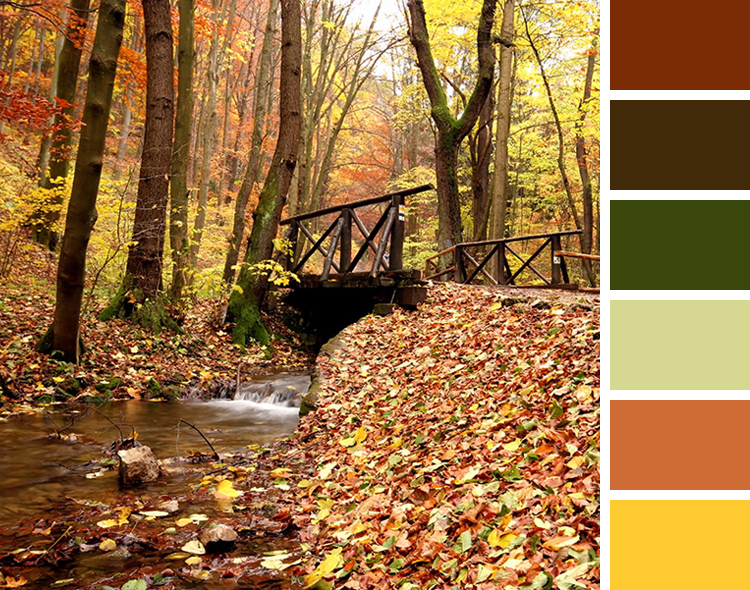 Fall Forest Trail Color Scheme Inspiration
