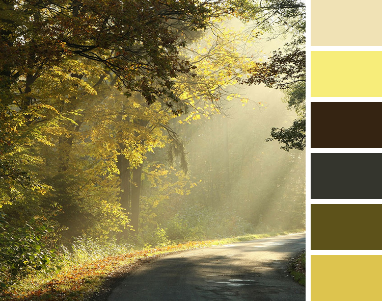 Sunlight on a Forest Road shines through trees color scheme inspiration