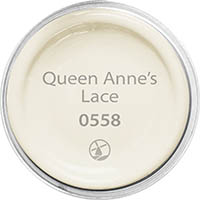 Queen Anne's Lace