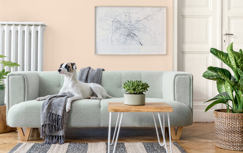 Pastel pink living room with a gray couch and natural wood floors